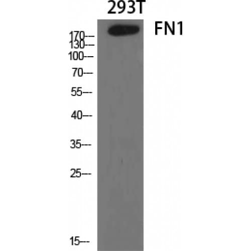 FN1 / Fibronectin Antibody (2310-2390 aa, C-terminal)
