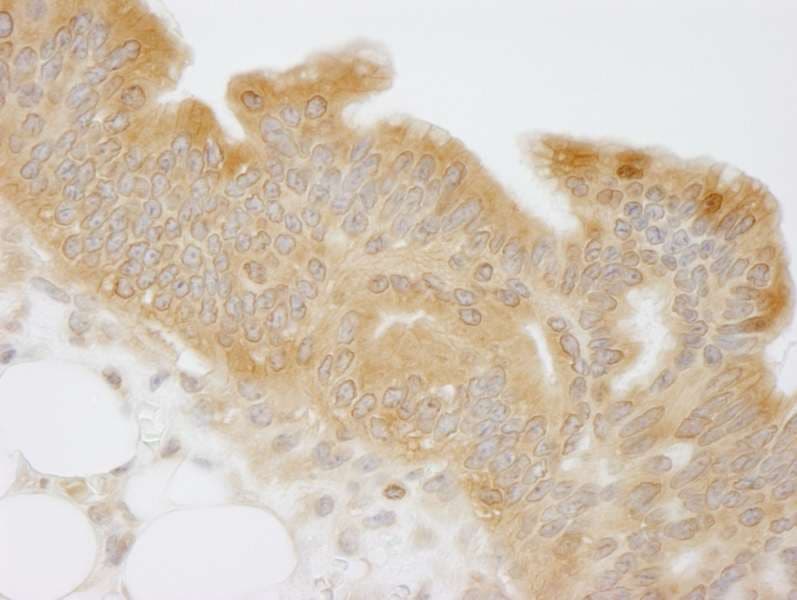 NMI Antibody (aa250-C-term)