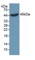 CASP1 / Caspase 1 Antibody (aa317-404)