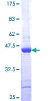Human MAP1LC3A / LC3A Protein (Recombinant GST)