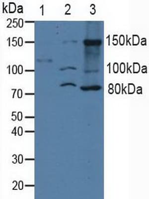 ITGA2 / CD49b Antibody (aa678-894, APC)