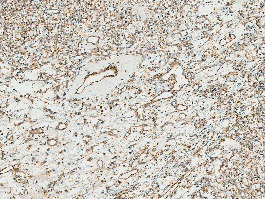 TCF4 Antibody (RPE)