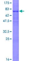 Human HCF1 / HCFC1 Protein (Recombinant GST)