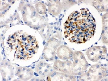 NES / Nestin Antibody