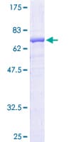 Human NAPSA / NAPA / Napsin A Protein (Recombinant GST)