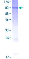 Human GALNTL6 Protein (Recombinant GST)