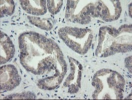 ARL2BP / BART Antibody (clone OTI1A10)