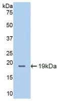 ICAM-1 / CD54 Antibody (aa328-465, Cy3)