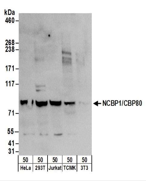 NCBP1 / CBP80 Antibody (aa482-532)