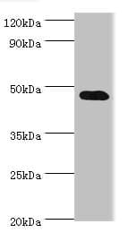 SYT4 Antibody (aa38-190)