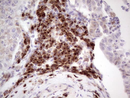 BHLHE41 / BHLHB3 / SHARP1 Antibody (aa1-297, clone OTI5B1)