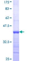Human NLGN1 / Neuroligin 1 Protein (Recombinant GST, N-terminus)