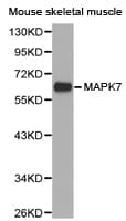 MAPK7 / ERK5 Antibody