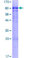 Human IGHD Protein (Recombinant GST)