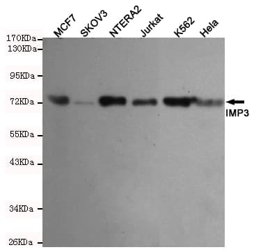 IMP-3 / IGF2BP3 Antibody