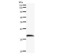 MOB2 Antibody (clone 2400C3a)