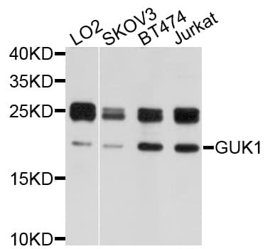 GUK1 / Guanylate Kinase 1 Antibody