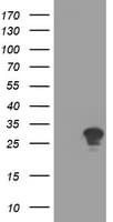 RYBP Antibody (clone OTI2D4)