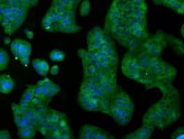 RNF144B Antibody (clone OTI9H10)
