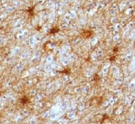 GFAP Antibody (clone GFA12-3)