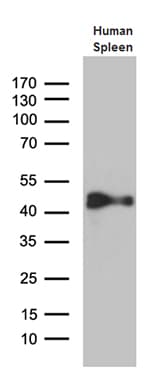 CYTH4 / PSCD4 Antibody (clone OTI4A5)