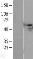 STK40 Protein (Over-Expression Lysate Myc-DDK (Flag))