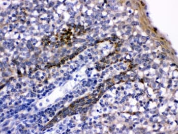 CD58 Antibody