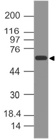 THBD / CD141 / Thrombomodulin Antibody