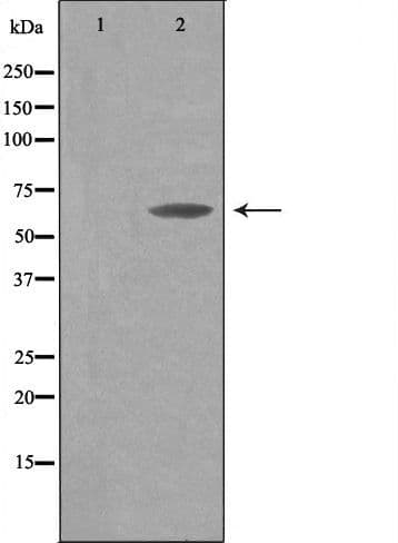 THAP4 Antibody