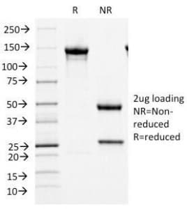 MCM7 Antibody (clone MCM7/1466, Azide-free, BSA-free)