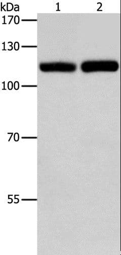TLR3 Antibody