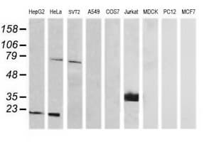 CD1C Antibody (clone OTI5A8, Carrier-free)