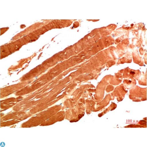 Monoclonal Mouse anti-Human NBR1 Antibody (WB)
