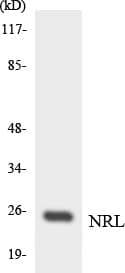 NRL Antibody (aa32-81)