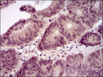 BPIFB1 Antibody (clone 4H2)