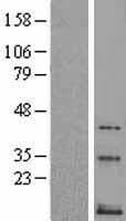 TAC3 / Tachykinin Protein (Over-Expression Lysate Myc-DDK (Flag))