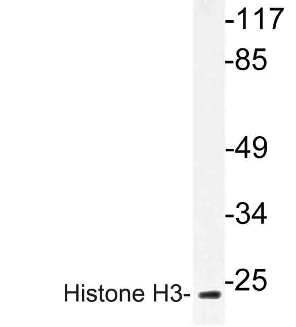 Histone H3 Antibody (Ala1)