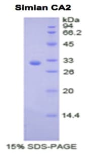 Rhesus monkey CA2 / Carbonic Anhydrase II Protein (Recombinant His)