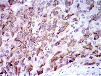 Monoclonal Mouse anti-Human CYP3A4 / Cytochrome P450 3A4 Antibody (clone 3H8, IHC, IF, WB)