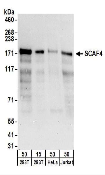 SCAF4 Antibody (aa1075-1125)