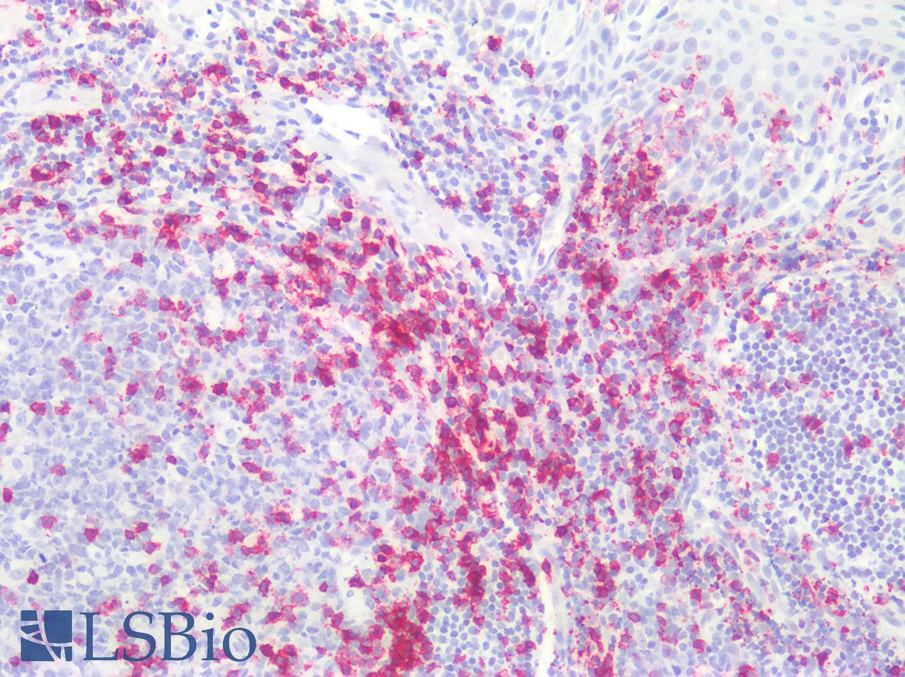 PathPlus™ CD45RO Antibody (clone UCHL-1)