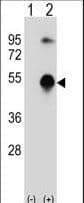 Polyclonal Rabbit anti-Human GATA3 Antibody (aa235-263, WB)
