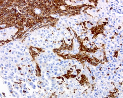 DOCK2 Antibody (aa1544-1830, clone UMAB142)