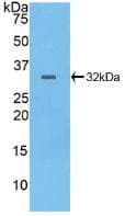 HPTPB / PTPRB Antibody (aa1655-1918)