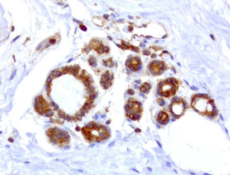 WIBG Antibody (clone UMAB207)