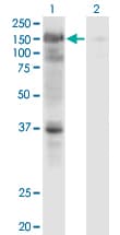 USP4 Antibody (clone 5E12)