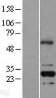 RFPL2 Protein (Over-Expression Lysate Myc-DDK (Flag))