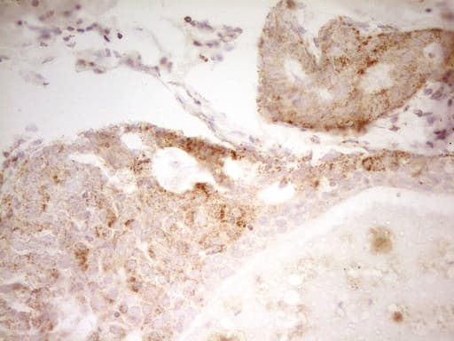 MRRF Antibody (aa56-262, clone OTI2A9, Carrier-free)