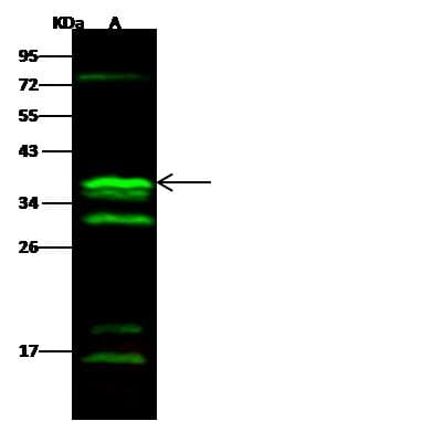 CGREF1 Antibody (Preservative Free)