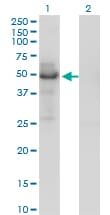 Monoclonal Mouse anti-Human PLTP Antibody (clone 2F3-G4, WB)